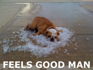 here-comes-another-summer-of-air-conditioned-bliss-funny-dog-picture